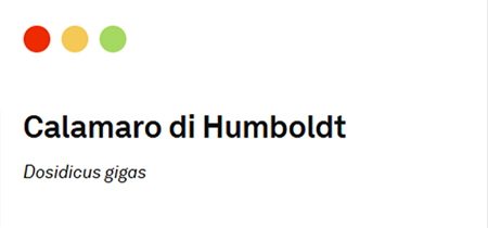 calamaro di Humboldt