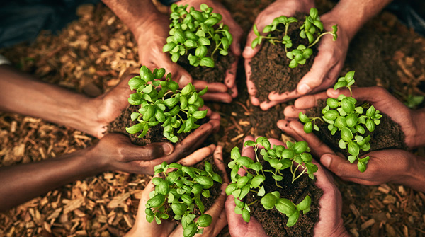 mani con germogli di piante