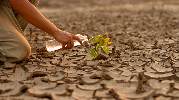persona dà acqua a piantina nel deserto