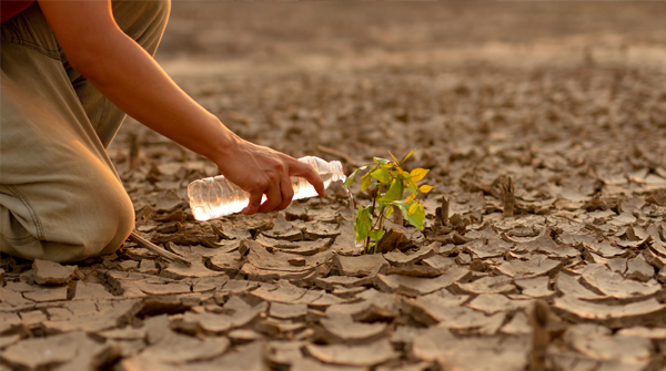 persona dà acqua a piantina nel deserto