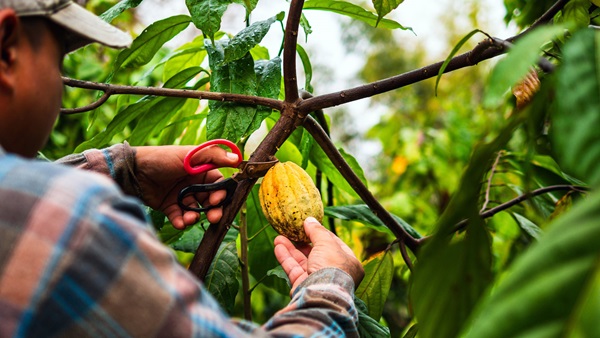 raccolta del cacao
