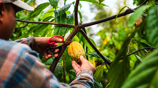 raccolta del cacao